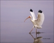 Florida;White-Ibis;Ibis;Southeast-USA;Eudocimus-albus;flying-bird;one-animal;clo
